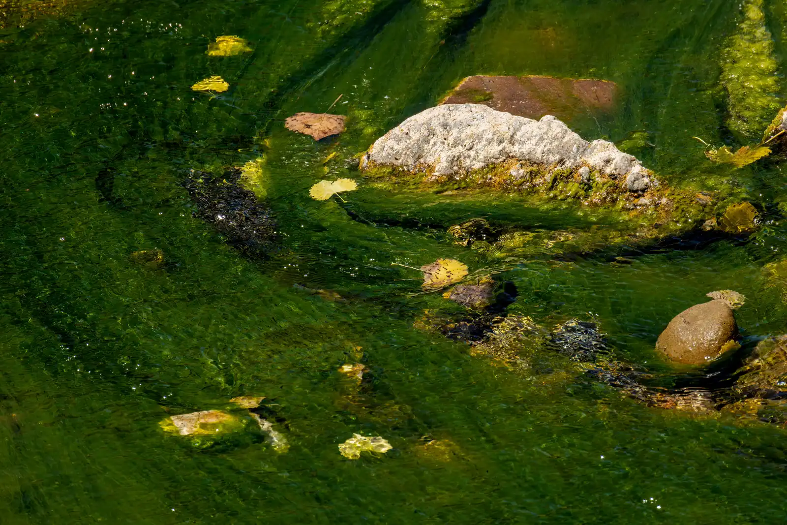Heavy green algae across shallow water and stones