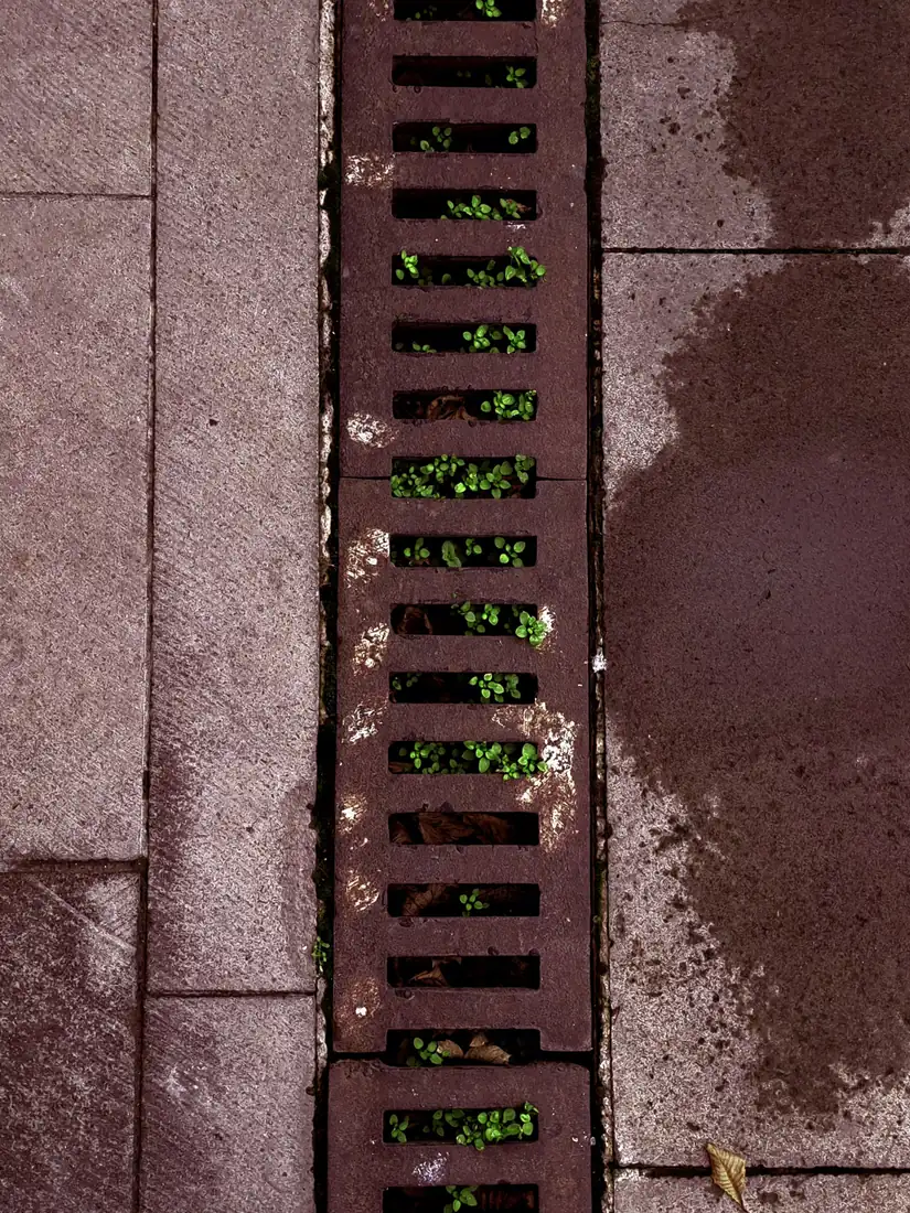 A channel drain runs between paving slabs, seedlings in the slots