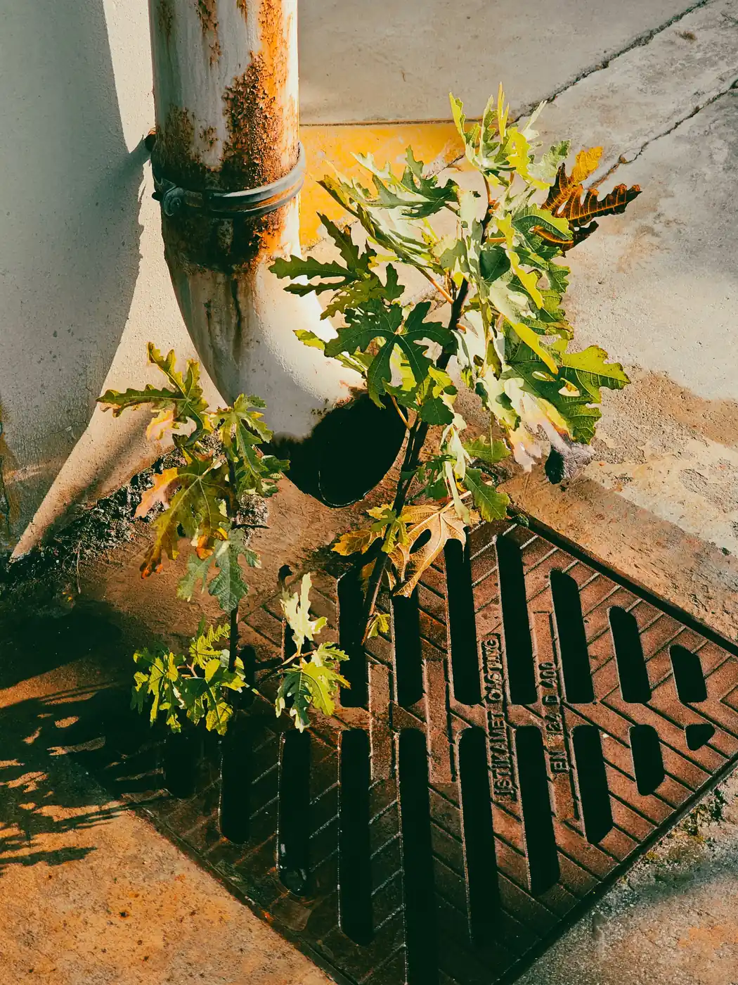 A yard drain grate with growth pushing up through the slots
